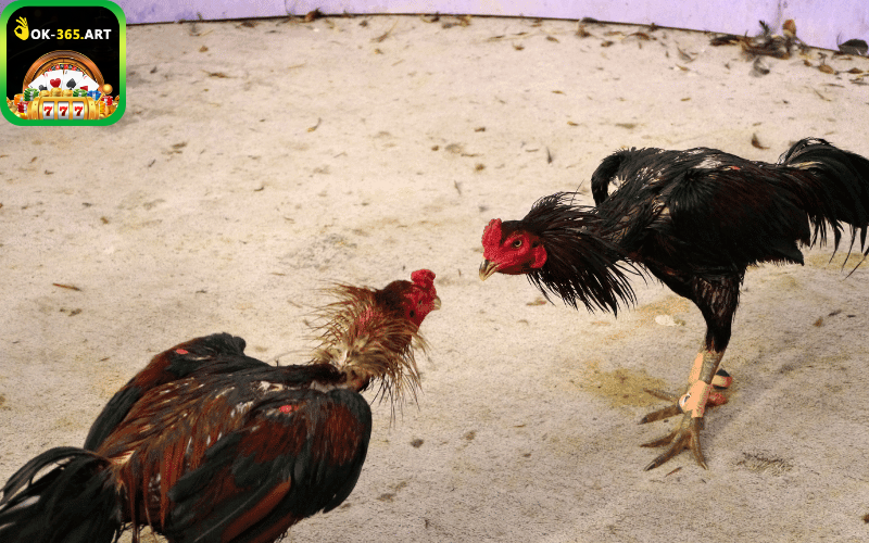Sảnh chơi mang đến hàng trăm trận đấu chất lượng
