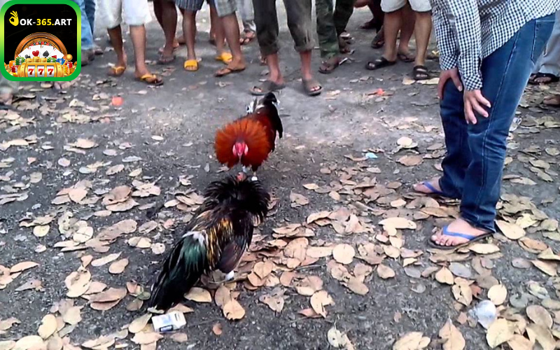 Đá Gà ok365 là điểm chơi hấp dẫn được nhiều người lựa chọn